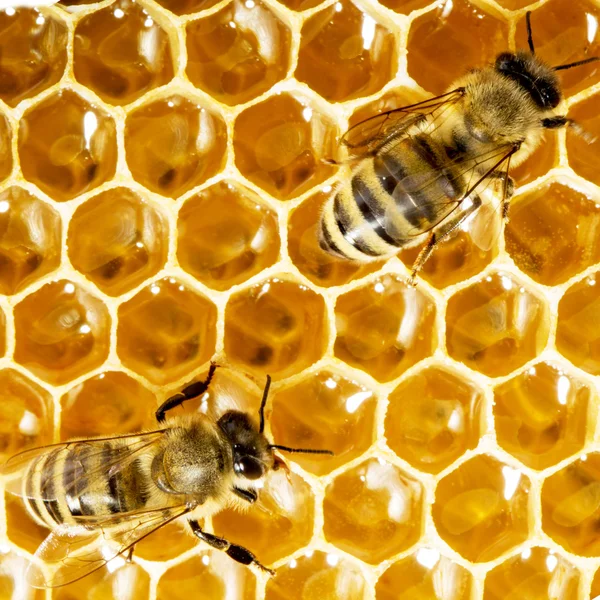 Στενή άποψη των μελισσών που εργάζονται στα κύτταρα του μελιού — Φωτογραφία Αρχείου