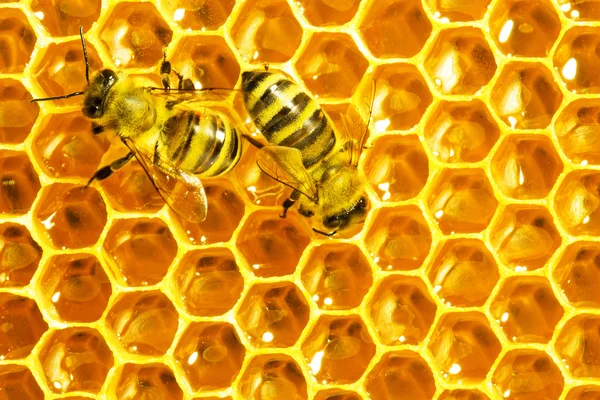 Vue rapprochée des abeilles qui travaillent sur les cellules de miel — Photo