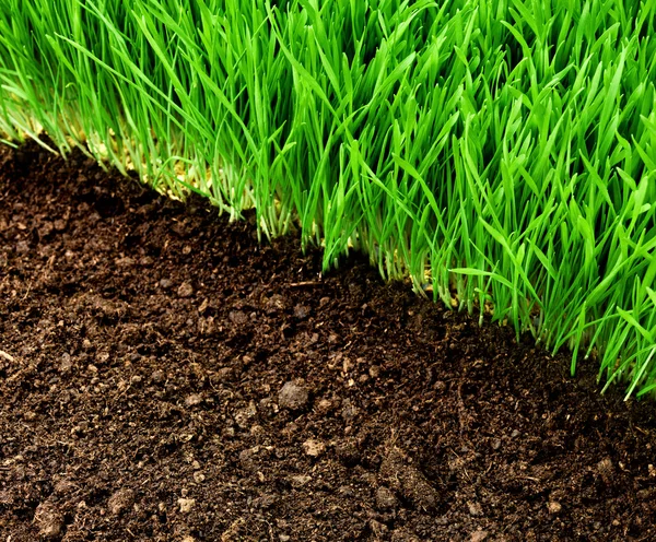 Hierba y suelo sanos — Foto de Stock