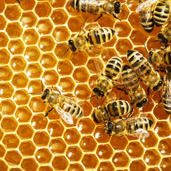 Vista de cerca de las abejas que trabajan en las celdas de miel — Foto de Stock