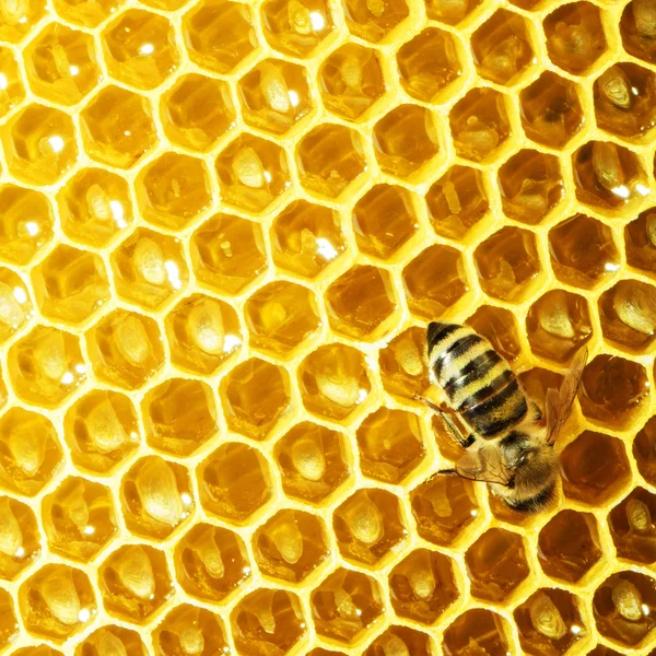 Vista de cerca de las abejas que trabajan en las celdas de miel Imagen de archivo