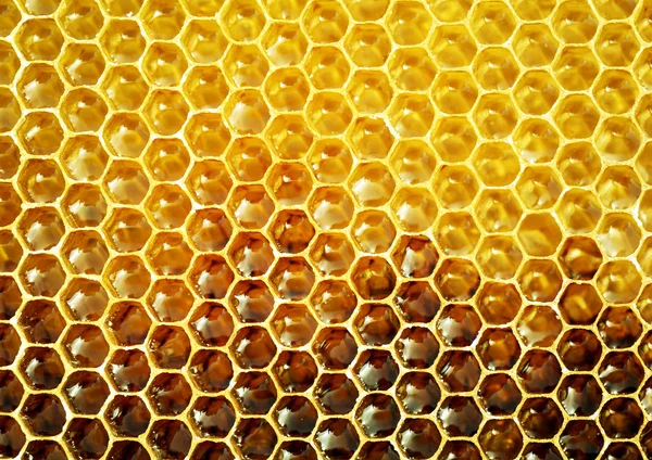 Miel non fini en nids d'abeilles Photos De Stock Libres De Droits