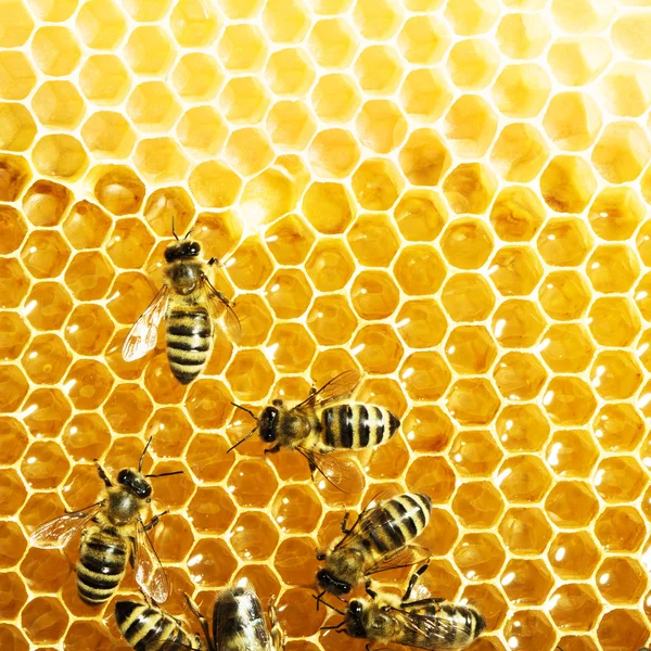 Close-up zicht op de werkbijen op honingcellen Stockfoto