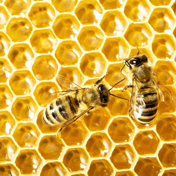 Close up view of the working bees on honey cells Royalty Free Stock Images