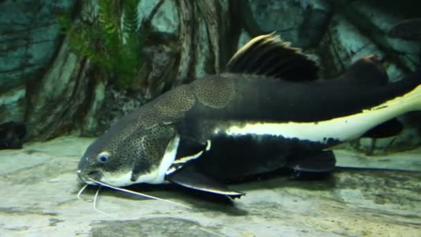 Su altında sheatfish — Stok video