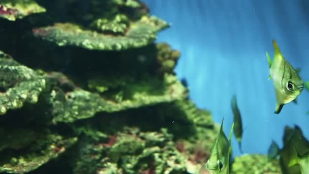 Unterwasserwelt — Stockvideo