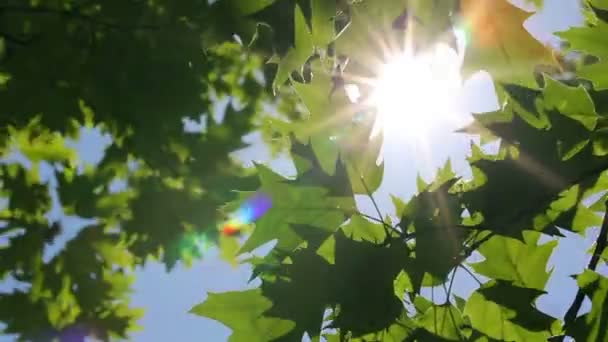 Świeże zielone liście — Wideo stockowe
