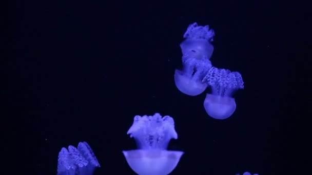 Jellyfish medusa in a black void, natural background — Stock Video