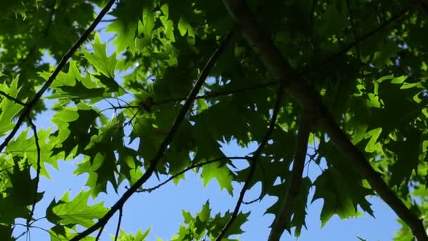 Свіже зелене листя — стокове відео