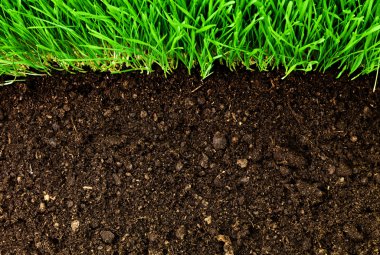Healthy grass and soil clipart
