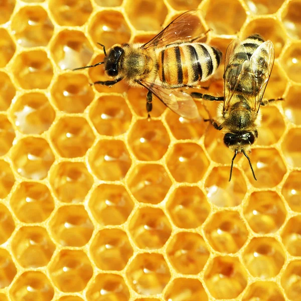 Vue rapprochée des abeilles qui travaillent sur les cellules de miel — Photo