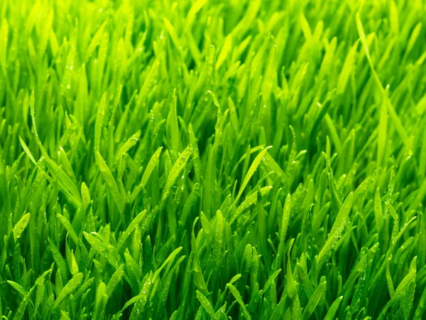 Healthy grass and soil — Stock Photo, Image