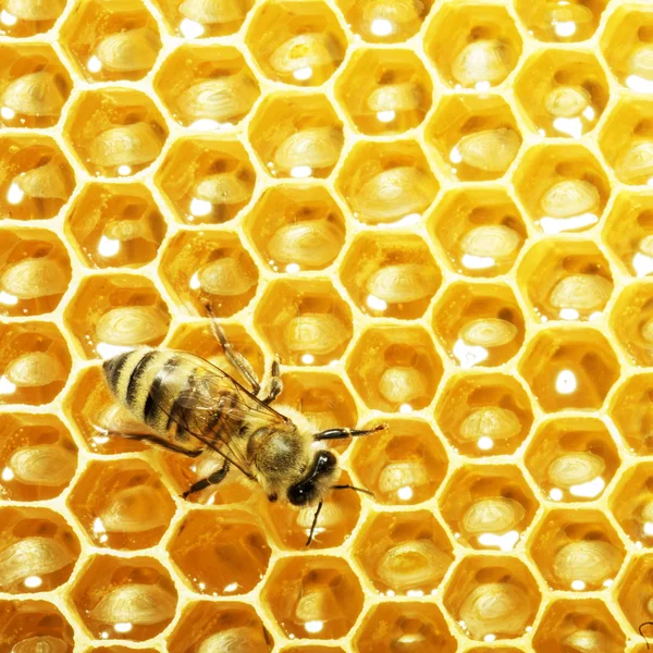 Vista de perto das abelhas em funcionamento nas células de mel — Fotografia de Stock