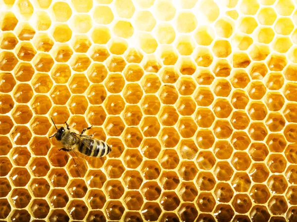 Vista de cerca de las abejas que trabajan en las celdas de miel —  Fotos de Stock