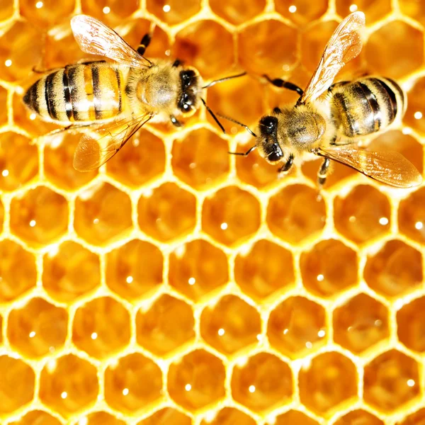 Vista de cerca de las abejas que trabajan en las celdas de miel — Foto de Stock