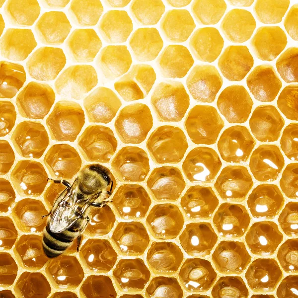 Vista de cerca de las abejas que trabajan en las celdas de miel —  Fotos de Stock