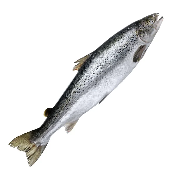 Atlantic King big Salmon — Stock Photo, Image