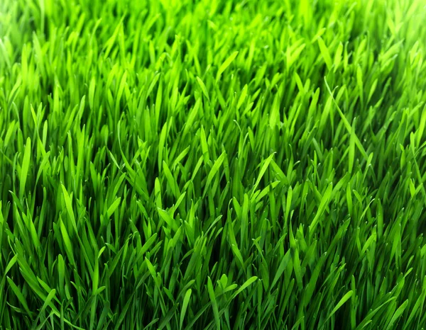 Healthy grass and soil — Stok fotoğraf