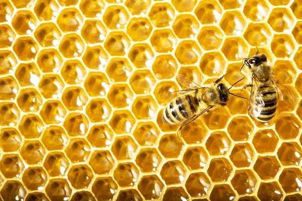 Vue rapprochée des abeilles qui travaillent sur les cellules de miel — Photo