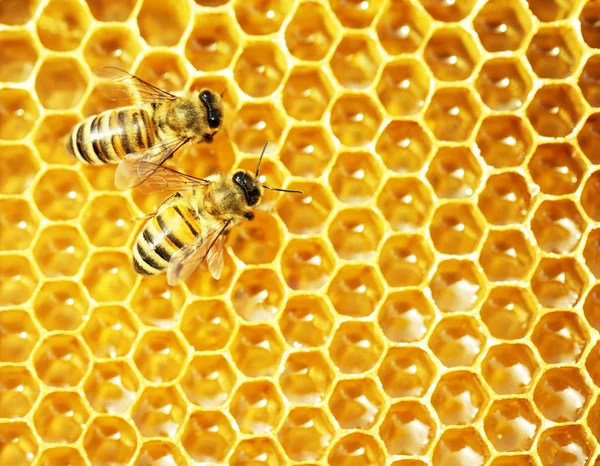 Vista de cerca de las abejas que trabajan en las celdas de miel —  Fotos de Stock