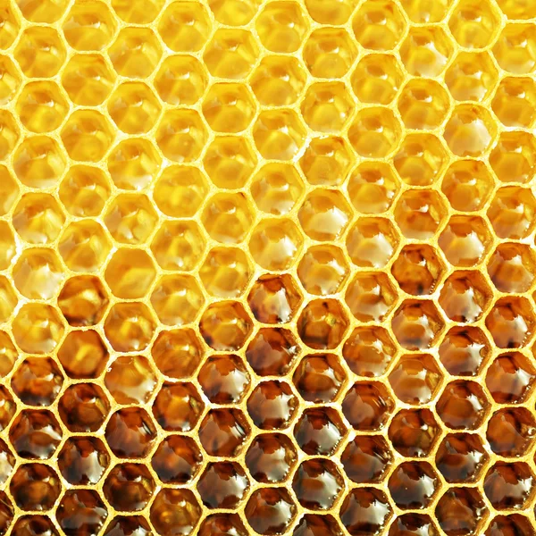 Незавершенный мед в сотах — стоковое фото