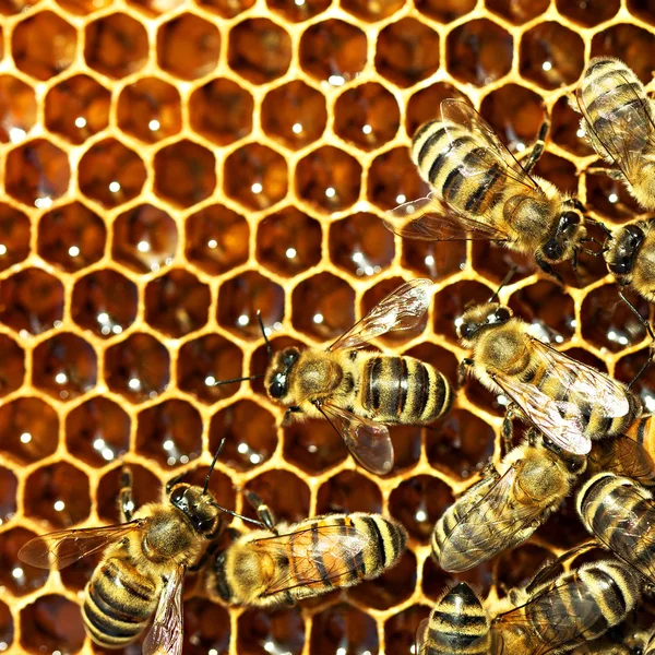 Közelkép a dolgozó méhekről a mézsejteken — Stock Fotó