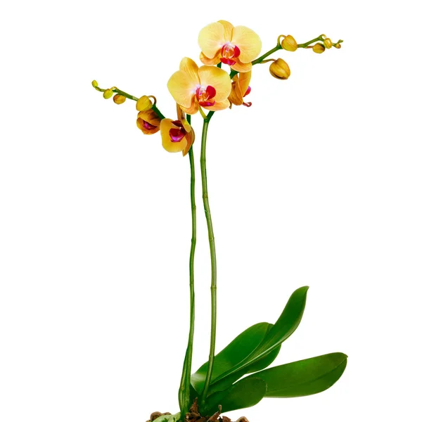 Orkidé phalaenopsis blommor isolerad på vit — Stockfoto