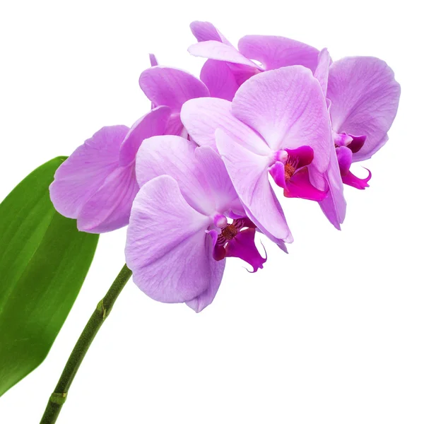 Flores de falaenopsis do Orchid isoladas no branco — Fotografia de Stock