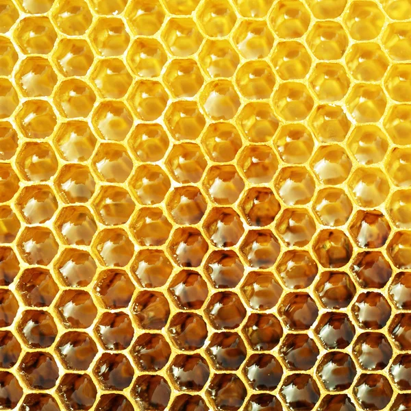 Незавершенный мед в сотах — стоковое фото