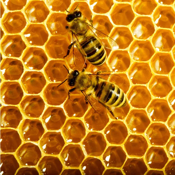 Vue rapprochée des abeilles qui travaillent sur les cellules de miel — Photo