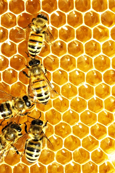 Close up view of the working bees on honey cells — Stock Photo, Image