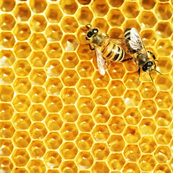 Nahaufnahme der Arbeitsbienen auf Honigzellen — Stockfoto