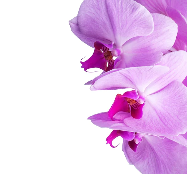 Fiori di phalaenopsis del Orchid isolati su bianco — Foto Stock