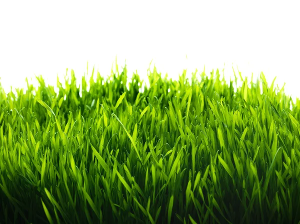 Healthy grass and soil — Stockfoto