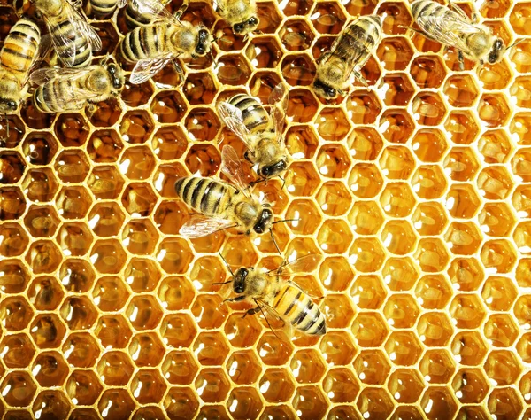 Nahaufnahme der Arbeitsbienen auf Honigzellen — Stockfoto