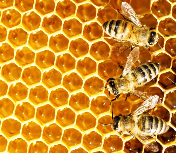 Zbliżenie widok pracujących pszczół na komórki miodu — Zdjęcie stockowe