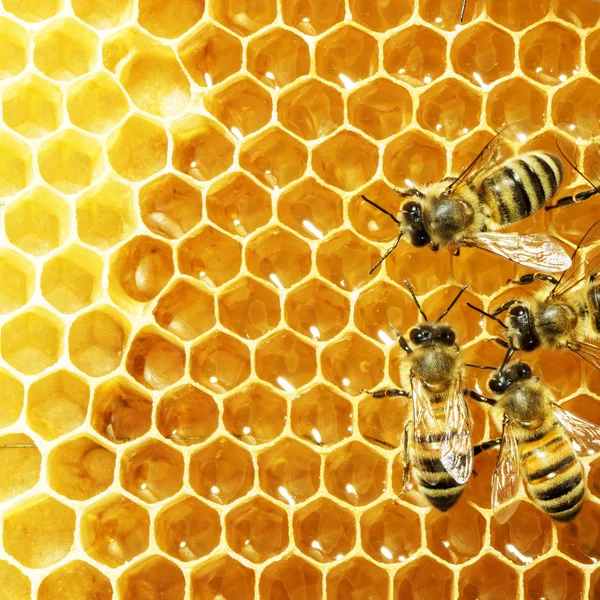 Nahaufnahme der Arbeitsbienen auf Honigzellen — Stockfoto