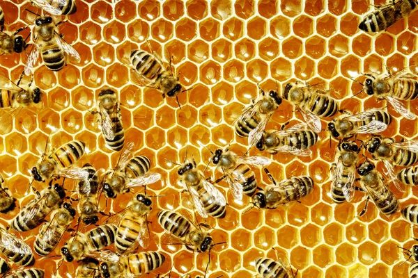 Nahaufnahme der Arbeitsbienen auf Honigzellen — Stockfoto