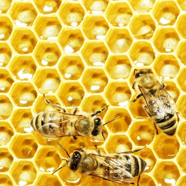 Vue rapprochée des abeilles qui travaillent sur les cellules de miel — Photo