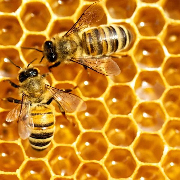 꿀 세포 위에서 일하는 벌들을 가까이 서 본 모습 — 스톡 사진