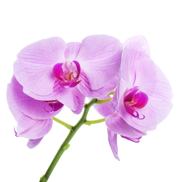 Orquídea phalaenopsis flores aisladas en blanco — Foto de Stock