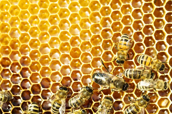 Close up view of the working bees on honey cells Royalty Free Stock Images