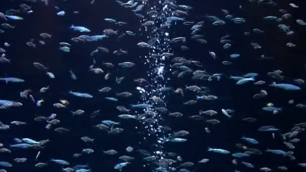 Tropiska fiskar under vattnet — Stockvideo