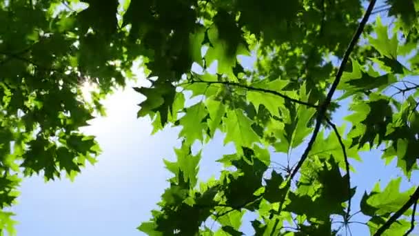 Νωπά πράσινα φύλλα — Αρχείο Βίντεο