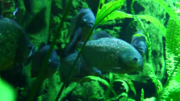 Piranha in tropical river — Stock Video