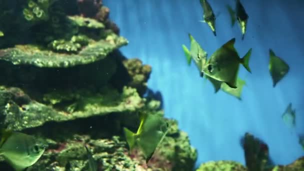 Underwater world — Stock Video