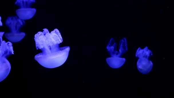 Медуза медуза в чорній порожнечі, природний фон — стокове відео