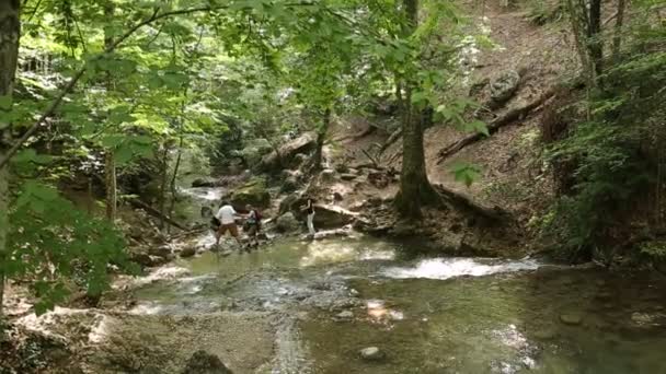 Чистый ручей пресной воды в горном лесу — стоковое видео