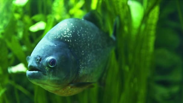 Piranha in tropical river — Stock Video