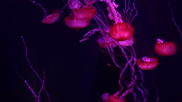Medusa de medusa gigante roja en un vacío negro, fondo natural — Vídeos de Stock